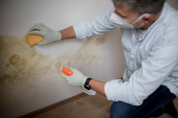 Best Insurance-Related Mold Remediation in Lovell, WY