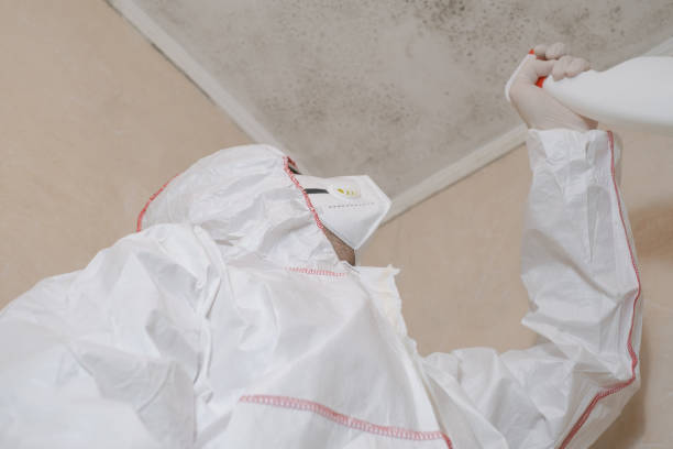 Best Mold Remediation for Specific Building Types in Lovell, WY