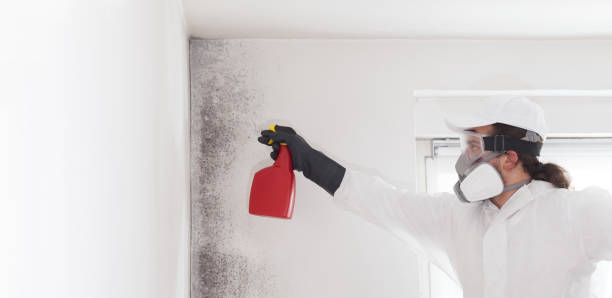 Best Residential Mold Remediation in Lovell, WY