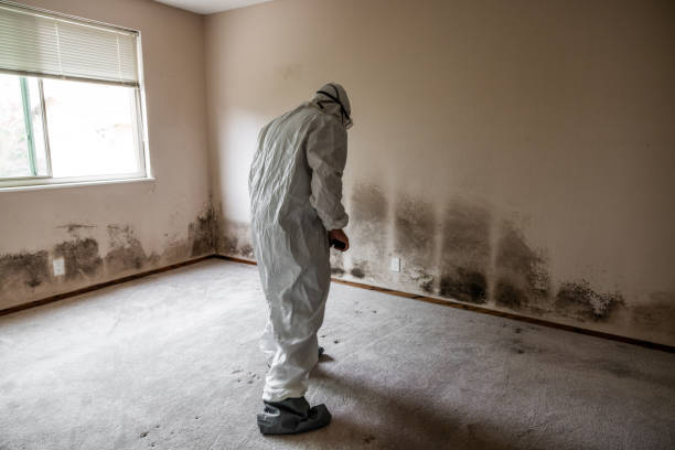 Best Post-Flood Mold Remediation in Lovell, WY